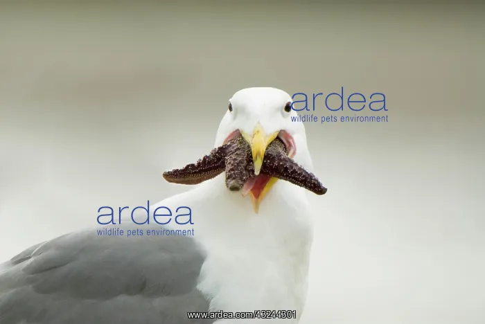 : Glaucous-winged gull, Larus glaucescens : Glaucous-winged gull, Larus glaucescens