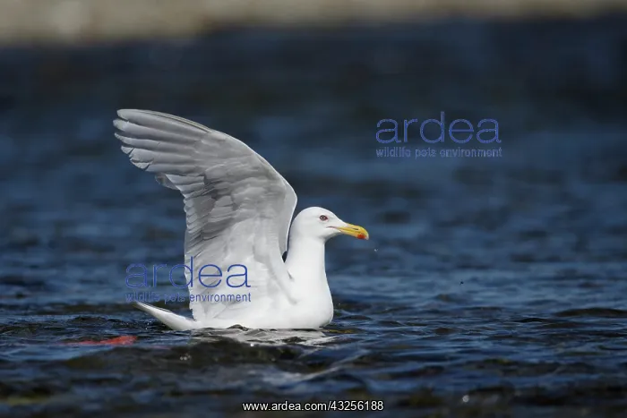 : Glaucous-winged Gull (Larus glaucescens) on water : Glaucous-winged Gull (Larus glaucescens) on water