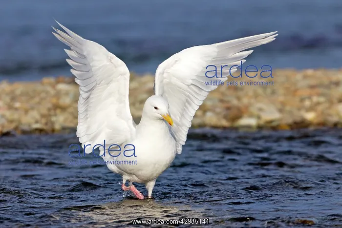  : Glaucous-winged Gull - looking for Sockeye Salmon eggs