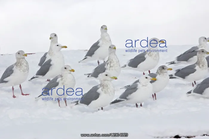 : Glaucous-winged Gulls : Glaucous-winged Gulls