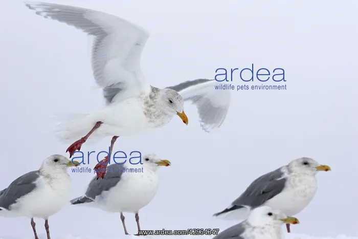 : Glaucous-winged Gulls : Glaucous-winged Gulls