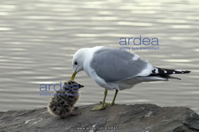 : Glaucous-winged Gulls : Glaucous-winged Gulls