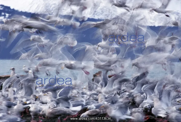 : Glaucous-winged Gulls : Glaucous-winged Gulls