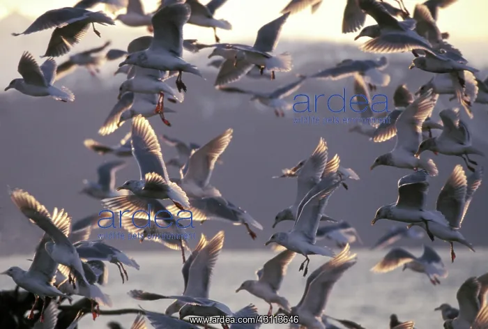 : Glaucous-winged Gulls : Glaucous-winged Gulls