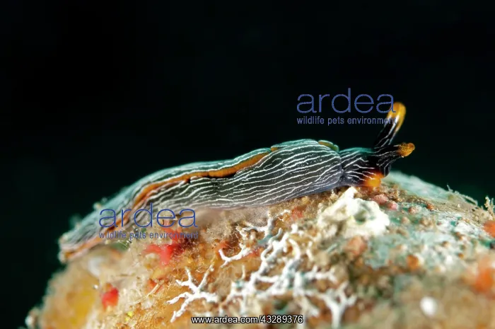: Glazed Thuridilla Plakobranchus : Glazed Thuridilla Plakobranchus