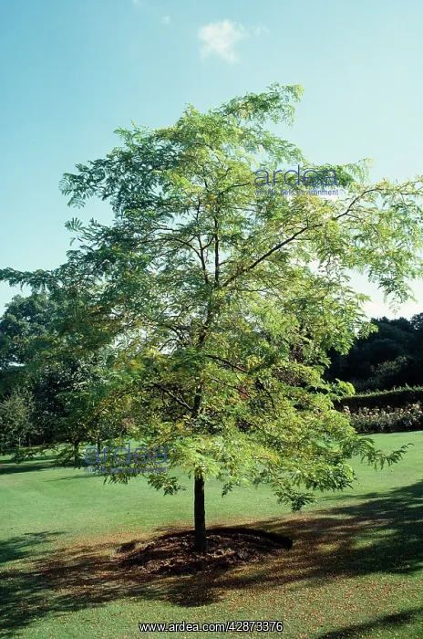  : GLEDITSIA TRIACANTHOS  /  Honey locust Sunburst