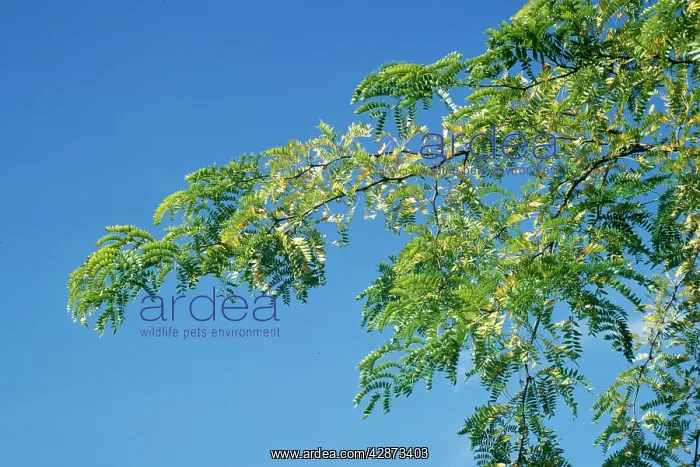 : GLEDITSIA triacanthos Sunburst - Honey locust : GLEDITSIA triacanthos Sunburst - Honey locust