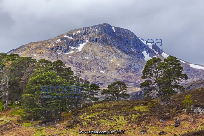 : Glen Affric - mountain called munro and scots pine : Glen Affric - mountain called munro and scots pine