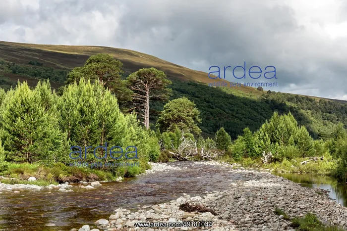  : Glen Feshie - Cairngorms - Scotland - UK