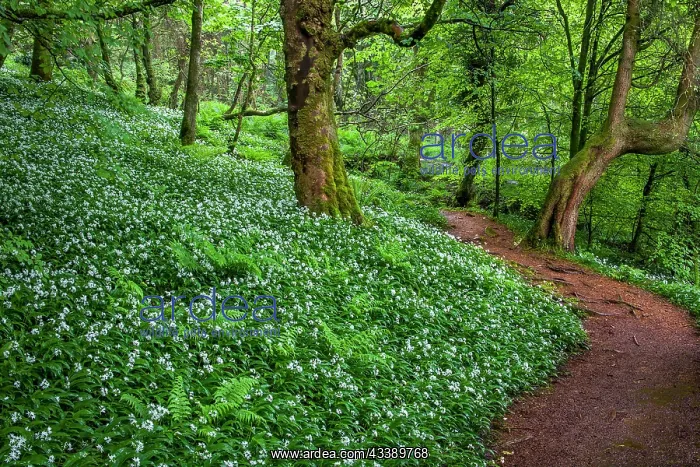 : Glenashdale Falls - Ramsons Flowering - North Ayrshire - Sco : Glenashdale Falls - Ramsons Flowering - North Ayrshire - Sco