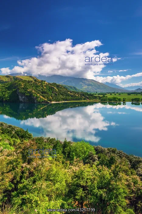 : Glendhu Bay on Lake Wanaka, Otago, South Island, New Zealand : Glendhu Bay on Lake Wanaka, Otago, South Island, New Zealand