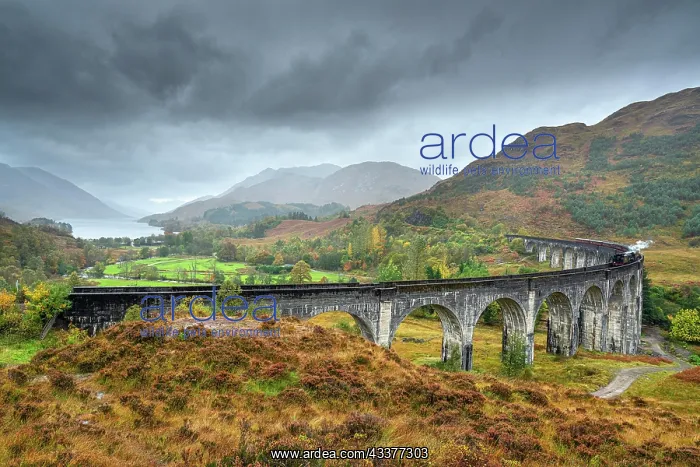 : Glenfinnan Viaduct with steam locomotive in autumn : Glenfinnan Viaduct with steam locomotive in autumn