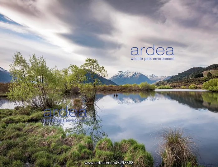: Glenorchy lagoon, at back mountains, Glenorchy : Glenorchy lagoon, at back mountains, Glenorchy