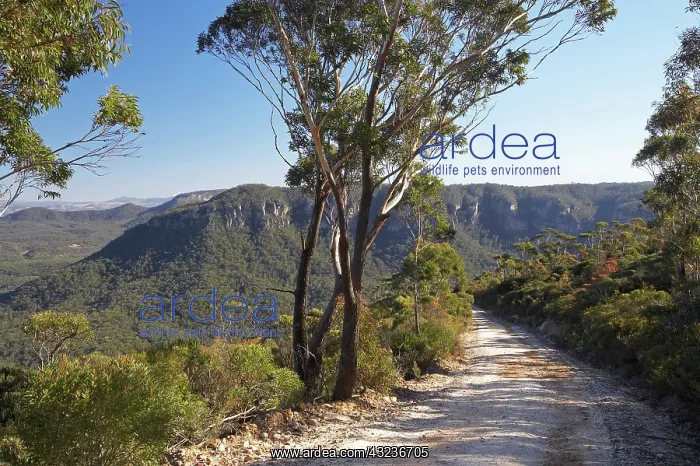 : Glenraphael Drive, Narrow Neck, Katoomba : Glenraphael Drive, Narrow Neck, Katoomba