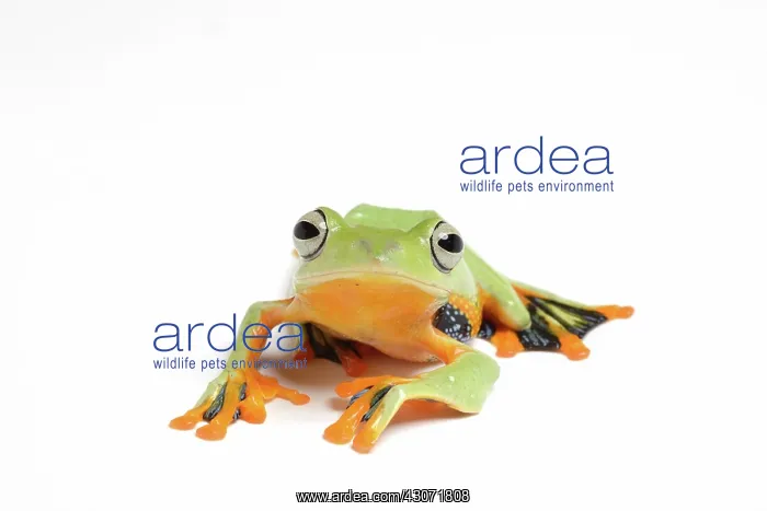: Gliding Frog : Gliding Frog