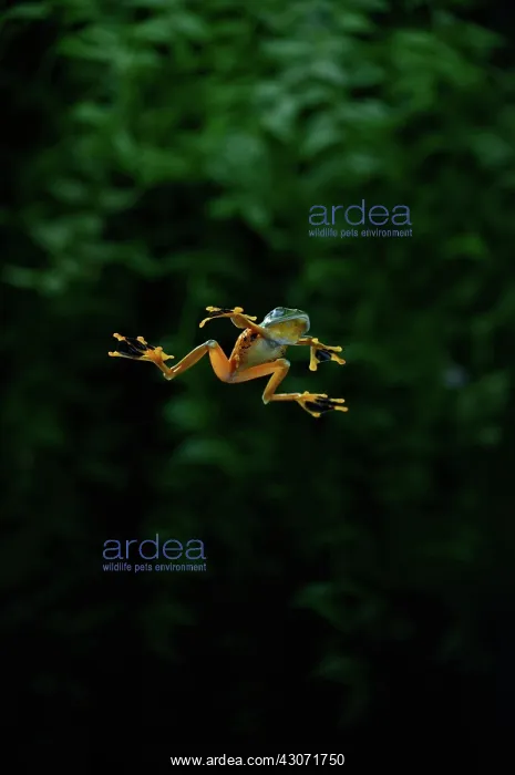 : Gliding Frog in Flights : Gliding Frog in Flights