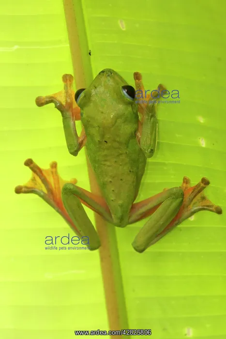 : Gliding Leaf Frog : Gliding Leaf Frog