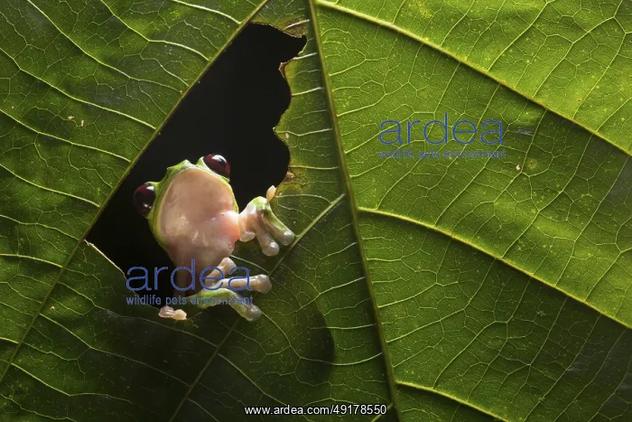 : A Gliding Leaf Frog (Agalychnis spurrelli) in a rainforest at night in Ecuador : A Gliding Leaf Frog (Agalychnis spurrelli) in a rainforest at night in Ecuador