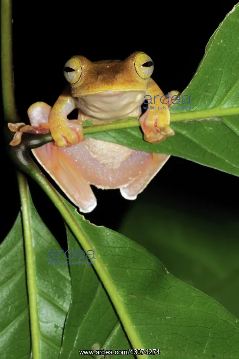: Gliding Tree Frog : Gliding Tree Frog