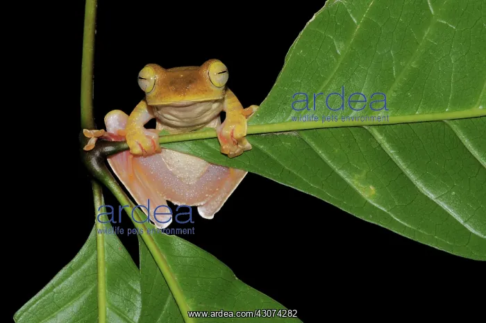: Gliding Tree Frog : Gliding Tree Frog