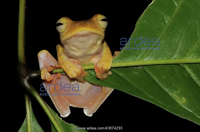 : Gliding Tree Frog : Gliding Tree Frog