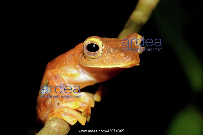 : Gliding Tree Frog : Gliding Tree Frog