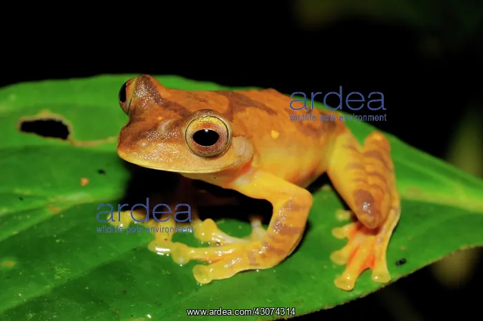 : Gliding Tree Frog : Gliding Tree Frog