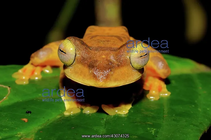 : Gliding Tree Frog : Gliding Tree Frog