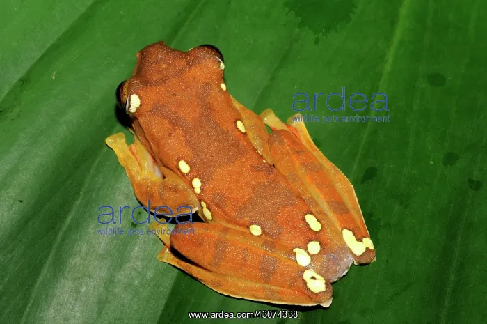 : Gliding Tree Frog : Gliding Tree Frog