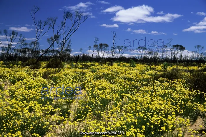 : Glischrocaryon flavescens - Growing in Burnt Eucalyptus : Glischrocaryon flavescens - Growing in Burnt Eucalyptus