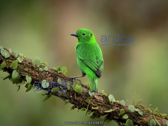 : Glistening-green Tanager (Chlorochrysa phoenicot : Glistening-green Tanager (Chlorochrysa phoenicot