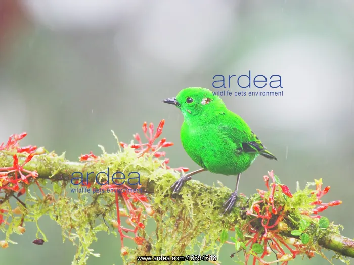 : Glistening Green Tanager Chlorochrysa phoenicoti : Glistening Green Tanager Chlorochrysa phoenicoti