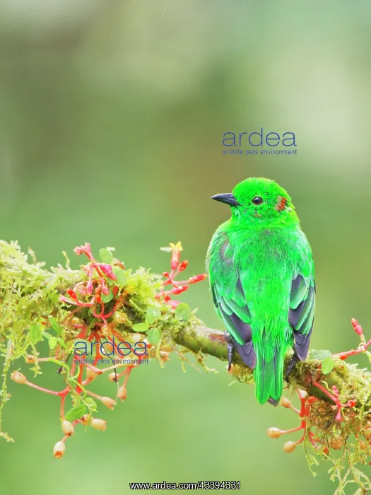 : Glistening Green Tanager Chlorochrysa phoenicoti : Glistening Green Tanager Chlorochrysa phoenicoti