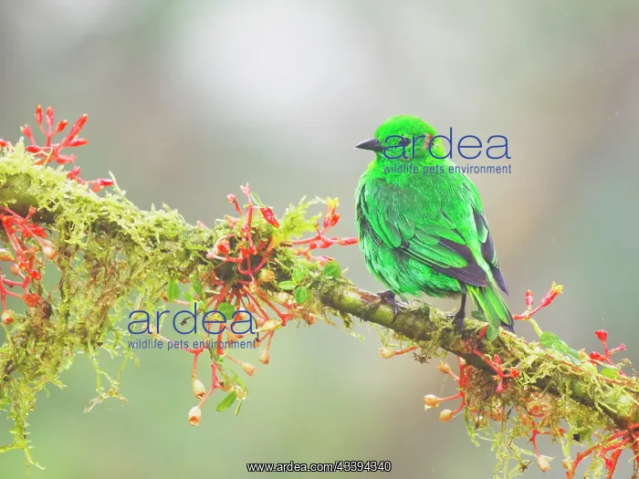 : Glistening Green Tanager Chlorochrysa phoenicoti : Glistening Green Tanager Chlorochrysa phoenicoti