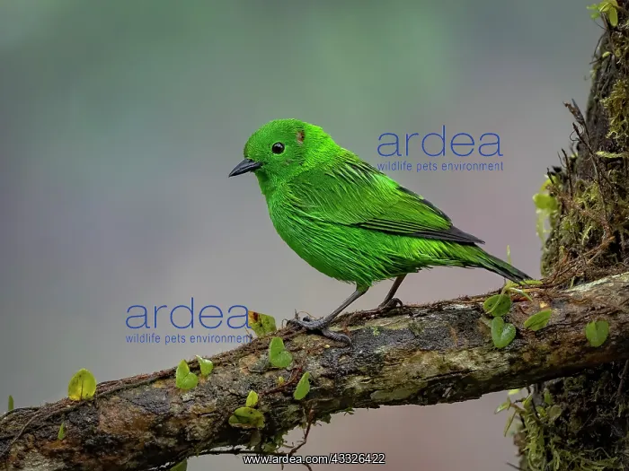 : Glistening-green Tanager (Chlorochrysa phoenicotis), Ecuador : Glistening-green Tanager (Chlorochrysa phoenicotis), Ecuador