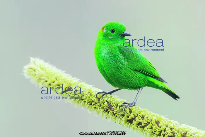 : Glistening-green tanager in the Choco Forest of : Glistening-green tanager in the Choco Forest of
