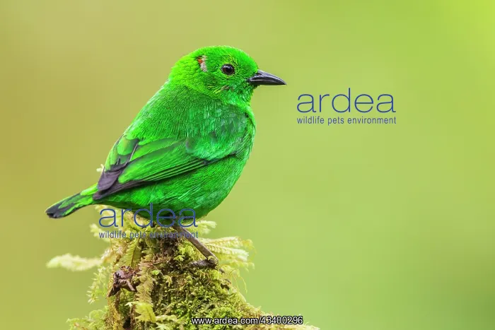 : Glistening-green tanager at home in the endangered : Glistening-green tanager at home in the endangered