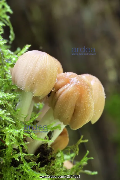 : Glistening Ink Cap : Glistening Ink Cap