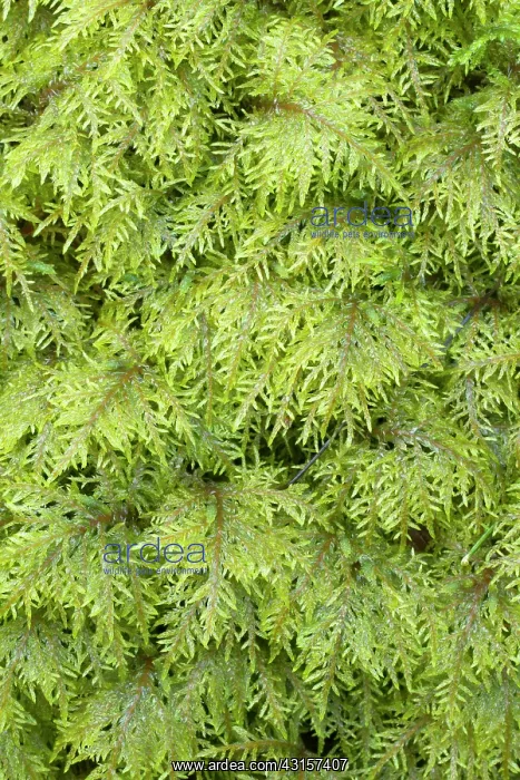 : Glittering wood-moss - Hylocomium splendens - Hylocomiaceae : Glittering wood-moss - Hylocomium splendens - Hylocomiaceae
