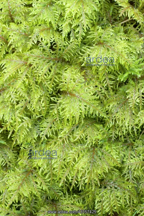 : Glittering wood-moss - Hylocomium splendens - Hylocomiaceae : Glittering wood-moss - Hylocomium splendens - Hylocomiaceae