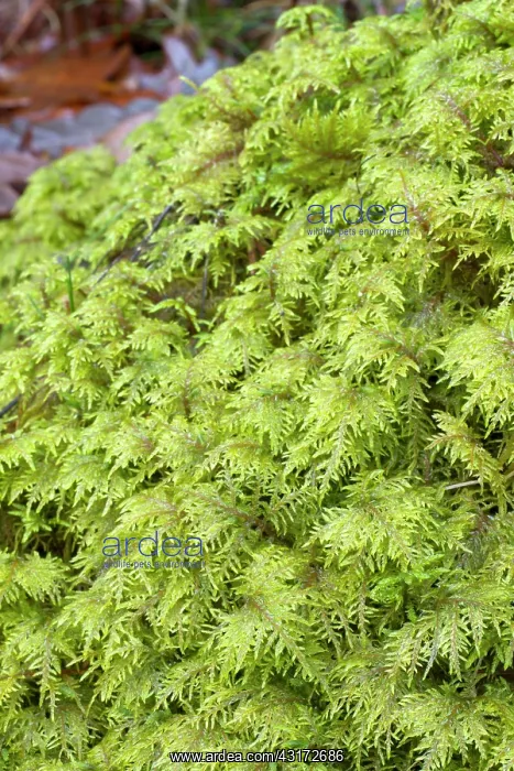 : Glittering wood-moss - Hylocomium splendens - Hylocomiaceae : Glittering wood-moss - Hylocomium splendens - Hylocomiaceae
