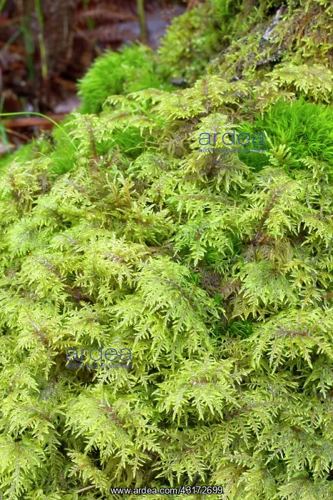 : Glittering wood-moss - Hylocomium splendens - Hylocomiaceae : Glittering wood-moss - Hylocomium splendens - Hylocomiaceae