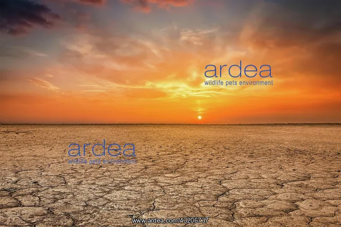 : Global worming concept, cracked scorched earth s : Global worming concept, cracked scorched earth s