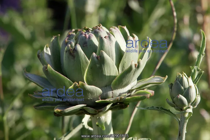 : Globe Artichoke : Globe Artichoke