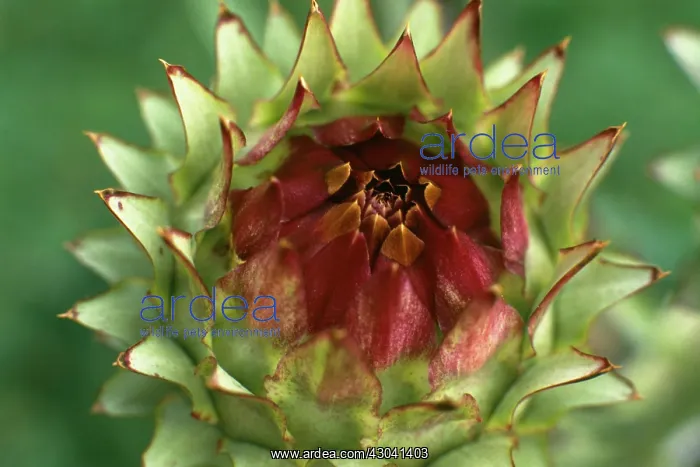 : Globe artichoke : Globe artichoke