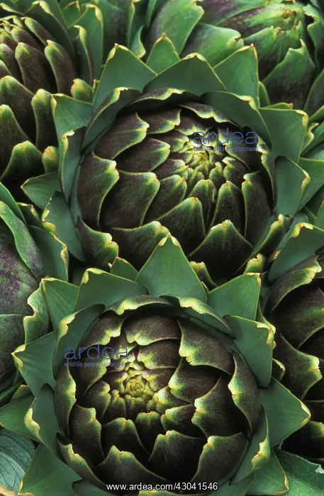 : Globe Artichoke : Globe Artichoke