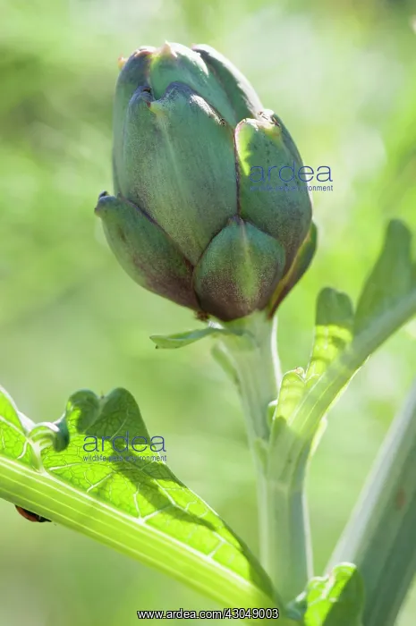 : Globe artichoke : Globe artichoke