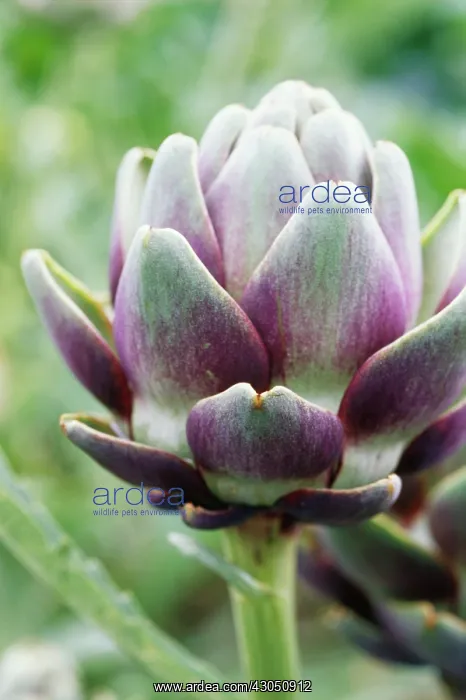  : Globe Artichoke