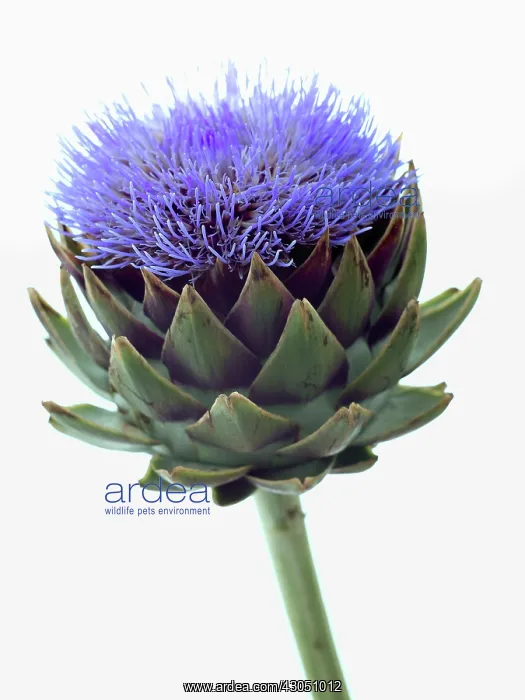  : Globe artichoke