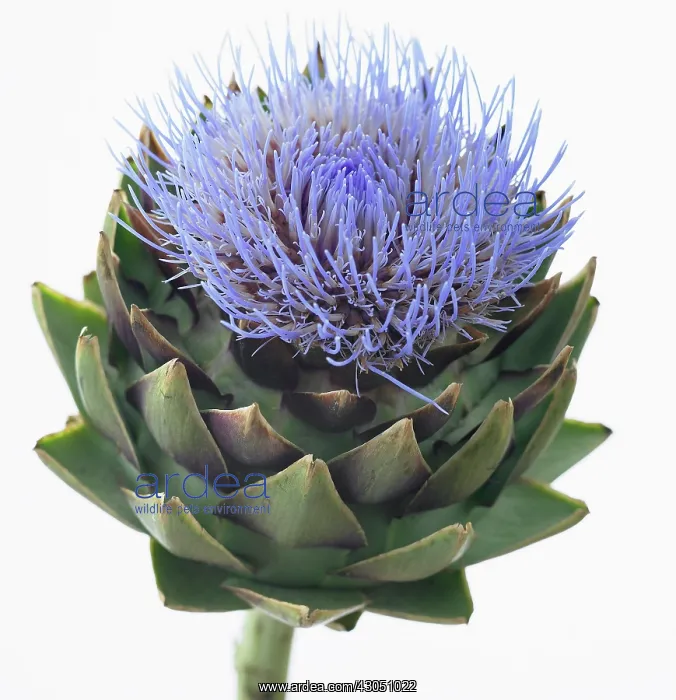 : Globe artichoke : Globe artichoke